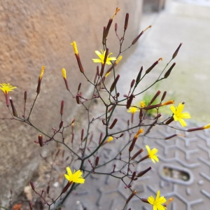 Photographie n°2482447 du taxon Lactuca muralis (L.) G.Mey.