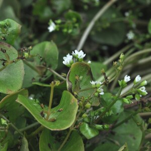 Photographie n°2482452 du taxon Claytonia perfoliata Donn ex Willd.