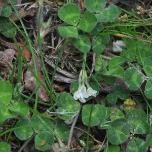 Photographie n°2482461 du taxon Trifolium subterraneum L.