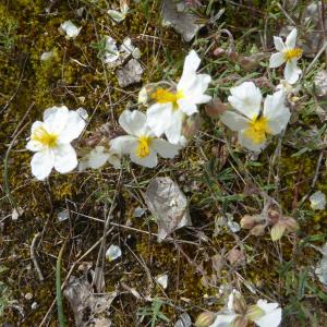 Photographie n°2482491 du taxon Helianthemum apenninum (L.) Mill. [1768]