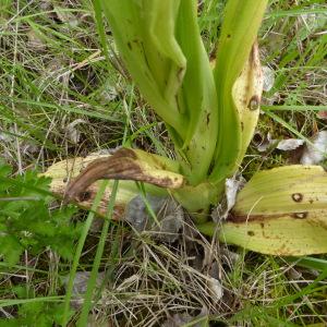 Photographie n°2482498 du taxon Himantoglossum hircinum (L.) Spreng. [1826]