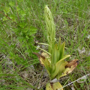 Photographie n°2482499 du taxon Himantoglossum hircinum (L.) Spreng. [1826]