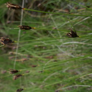 Photographie n°2482516 du taxon Schoenus nigricans L. [1753]