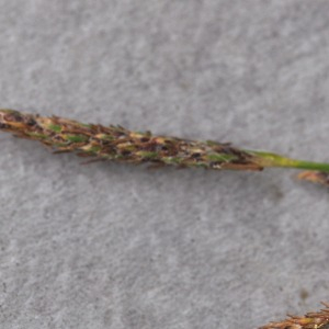 Photographie n°2482542 du taxon Carex hirta L.