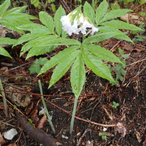 Photographie n°2482554 du taxon Cardamine heptaphylla (Vill.) O.E.Schulz