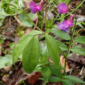 Photographie n°2482559 du taxon Lathyrus vernus (L.) Bernh.