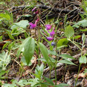 Photographie n°2482561 du taxon Lathyrus vernus (L.) Bernh.