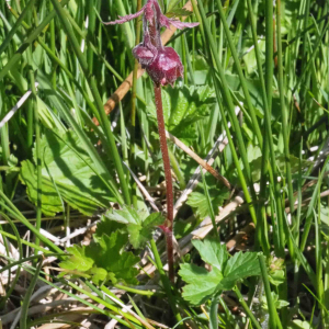 Photographie n°2482566 du taxon Geum rivale L. [1753]