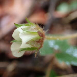 Photographie n°2482594 du taxon Potentilla sterilis (L.) Garcke