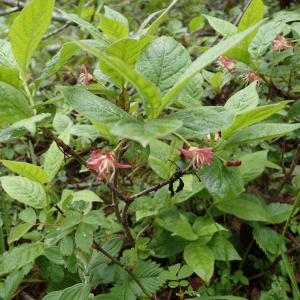 Photographie n°2482601 du taxon Lonicera alpigena L.