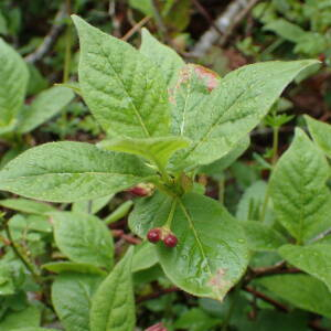 Photographie n°2482604 du taxon Lonicera alpigena L.