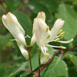 Photographie n°2482611 du taxon Lonicera xylosteum L.
