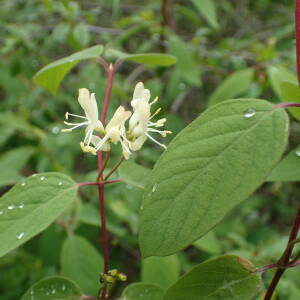 Photographie n°2482612 du taxon Lonicera xylosteum L.