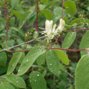 Photographie n°2482613 du taxon Lonicera xylosteum L.