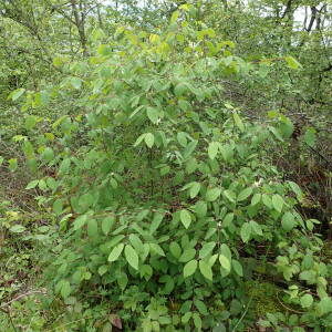 Photographie n°2482615 du taxon Lonicera xylosteum L.