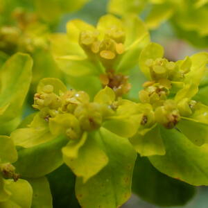 Photographie n°2482664 du taxon Euphorbia flavicoma subsp. verrucosa (Fiori) Pignatti