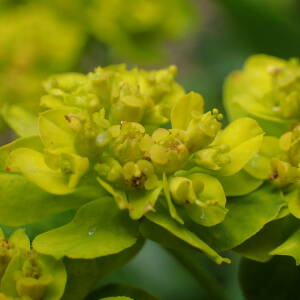 Photographie n°2482665 du taxon Euphorbia flavicoma subsp. verrucosa (Fiori) Pignatti