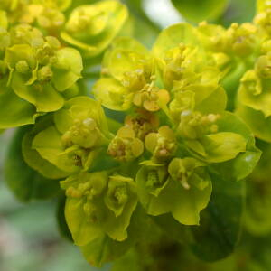 Photographie n°2482666 du taxon Euphorbia flavicoma subsp. verrucosa (Fiori) Pignatti