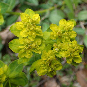 Photographie n°2482667 du taxon Euphorbia flavicoma subsp. verrucosa (Fiori) Pignatti