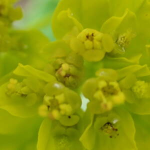 Photographie n°2482668 du taxon Euphorbia flavicoma subsp. verrucosa (Fiori) Pignatti