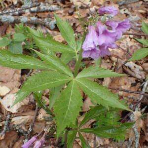 Photographie n°2482681 du taxon Cardamine pentaphyllos (L.) Crantz