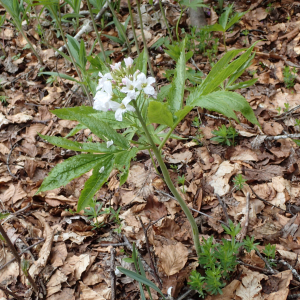 Photographie n°2482683 du taxon Cardamine heptaphylla (Vill.) O.E.Schulz [1903]