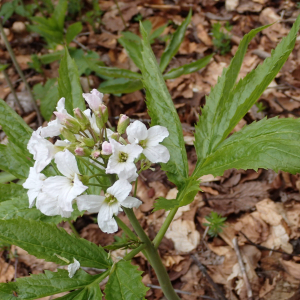 Photographie n°2482686 du taxon Cardamine heptaphylla (Vill.) O.E.Schulz [1903]