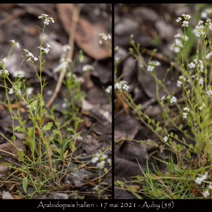 Photographie n°2482704 du taxon Arabidopsis halleri (L.) O'Kane & Al-Shehbaz