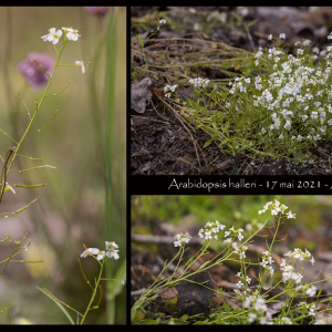 Photographie n°2482706 du taxon Arabidopsis halleri (L.) O'Kane & Al-Shehbaz