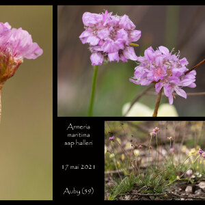 Photographie n°2482720 du taxon Armeria maritima subsp. halleri (Wallr.) Rothm.