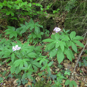 Photographie n°2482729 du taxon Cardamine heptaphylla (Vill.) O.E.Schulz