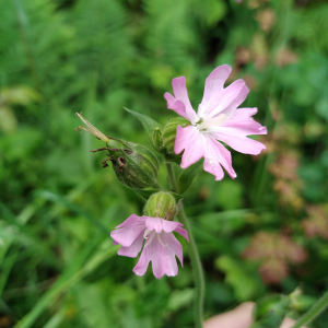 Photographie n°2482759 du taxon Silene dioica var. dioica