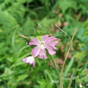 Photographie n°2482761 du taxon Silene dioica var. dioica