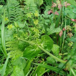 Photographie n°2482762 du taxon Silene dioica var. dioica