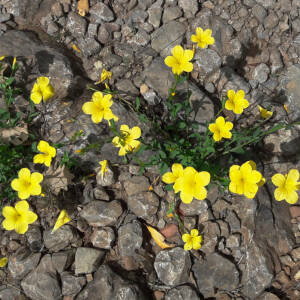 Photographie n°2482786 du taxon Linum campanulatum L.