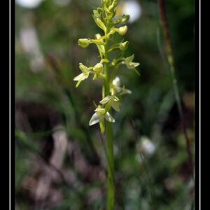 Photographie n°2482798 du taxon Platanthera bifolia (L.) Rich. [1817]