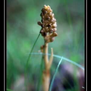 Photographie n°2482801 du taxon Neottia nidus-avis (L.) Rich. [1817]