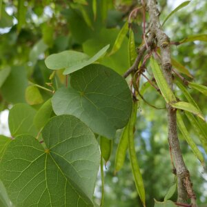 Photographie n°2482850 du taxon Cercis siliquastrum L. [1753]