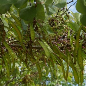 Photographie n°2482852 du taxon Cercis siliquastrum L. [1753]