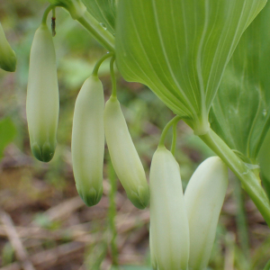 Photographie n°2482889 du taxon Polygonatum odoratum (Mill.) Druce