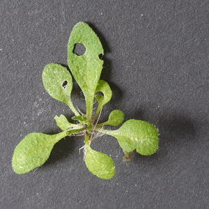 Photographie n°2482895 du taxon Arabidopsis thaliana (L.) Heynh. [1842]