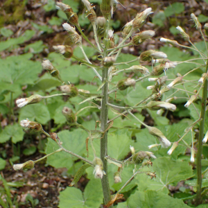 Photographie n°2482907 du taxon Petasites albus (L.) Gaertn.