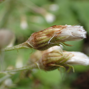 Photographie n°2482908 du taxon Petasites albus (L.) Gaertn.