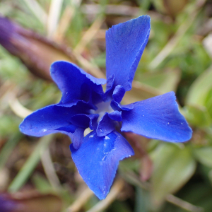 Photographie n°2482914 du taxon Gentiana verna L.