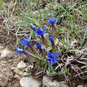 Photographie n°2482915 du taxon Gentiana verna L.