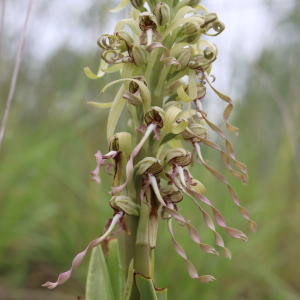 Photographie n°2482925 du taxon Himantoglossum hircinum (L.) Spreng. [1826]