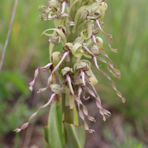 Photographie n°2482926 du taxon Himantoglossum hircinum (L.) Spreng. [1826]