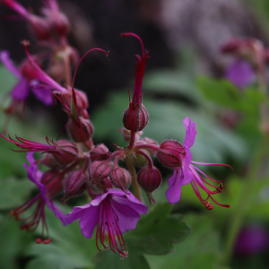 Photographie n°2482931 du taxon Geranium macrorrhizum L. [1753]