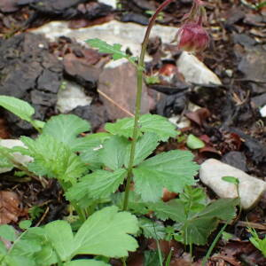 Photographie n°2482970 du taxon Geum rivale L.