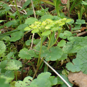 Photographie n°2482977 du taxon Chrysosplenium alternifolium L.